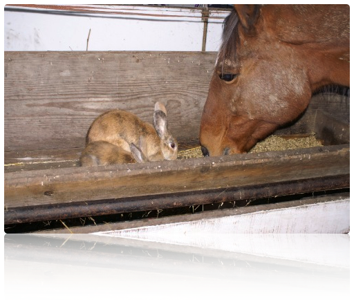 Barbi friesst mit Kaninchen